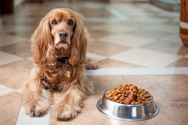 best salmon dog food