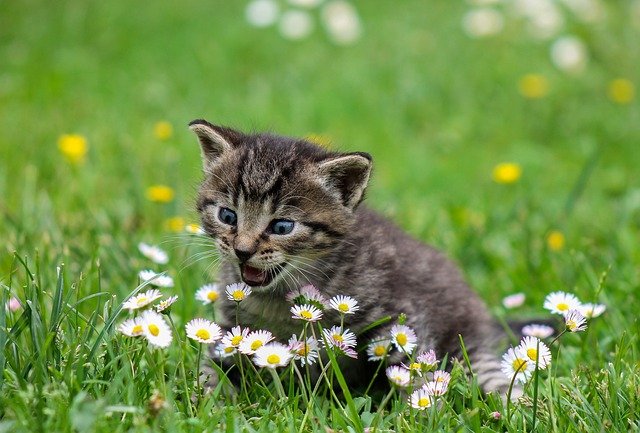 cat eating foreign object