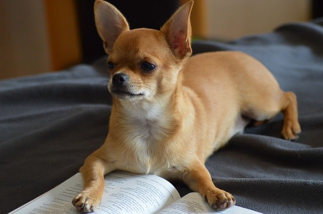 Fat Chihuahua
