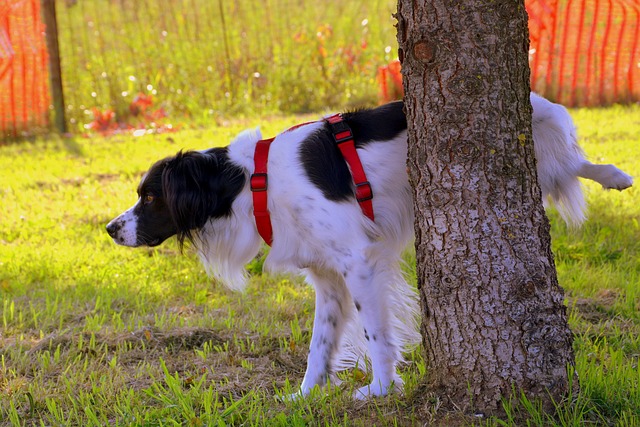 Puppy Peeing