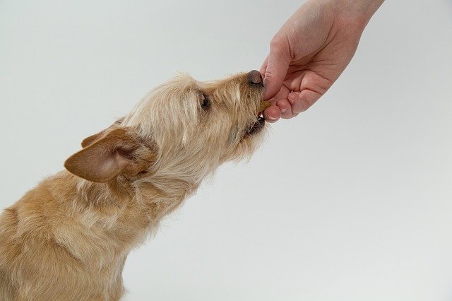 Dog Foods for Weight Gain