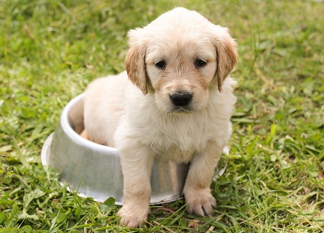 Dog Multivitamins