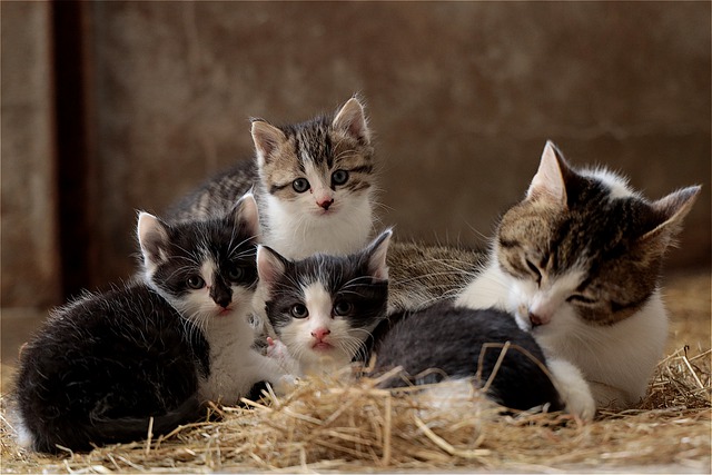 cat pregnancy