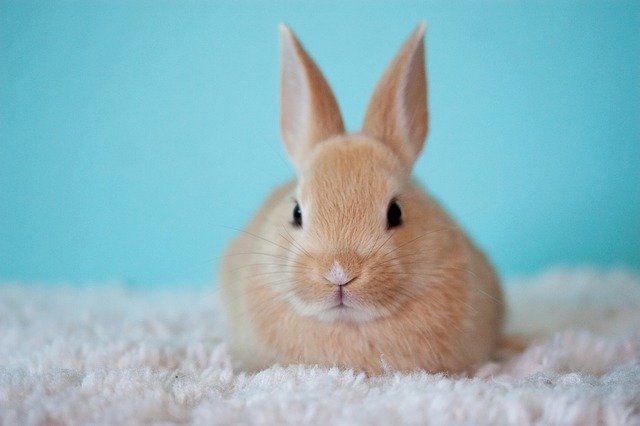 rabbit pregnancy