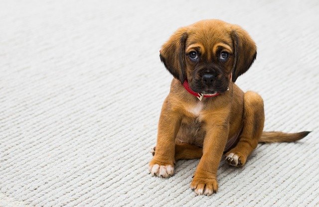 dog whining