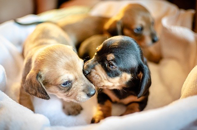 Dog pregnancy