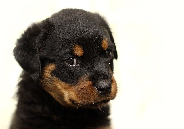 rottweiler puppy health