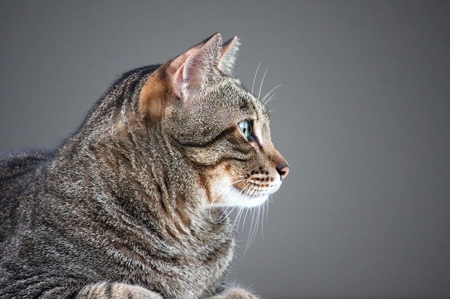 cat pregnancy
