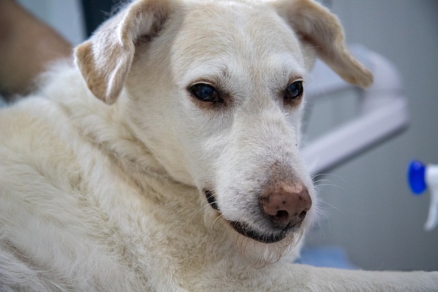 worms in dogs