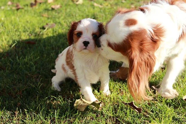 dog pregnancy week by week