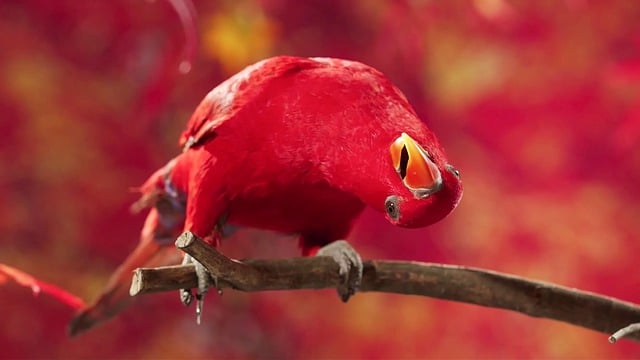 exotic pets