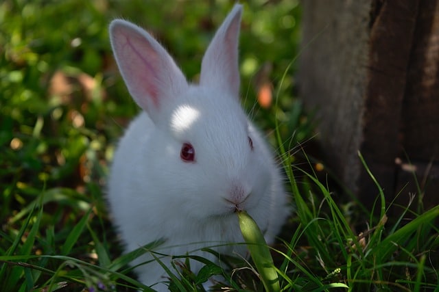 rabbit food