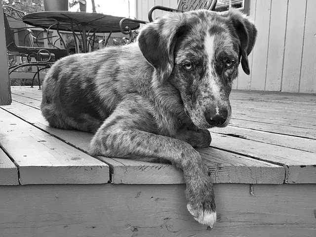 mange in dogs