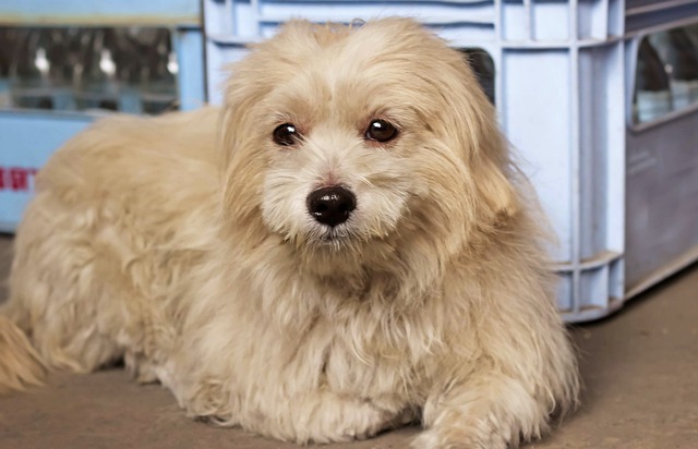 shih tzu