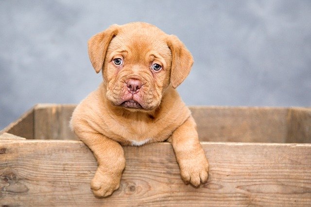pet puppy